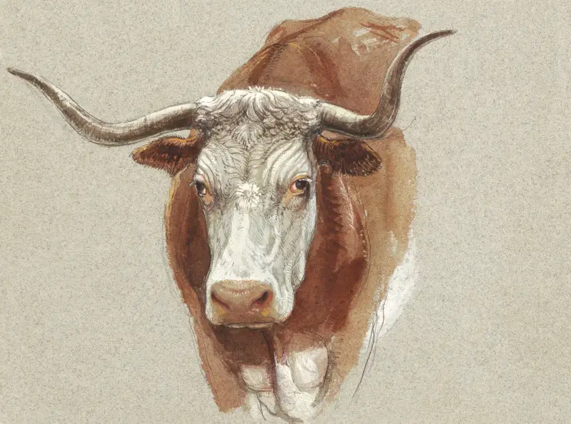 Head of a Cow or Ox by Samuel Colman
